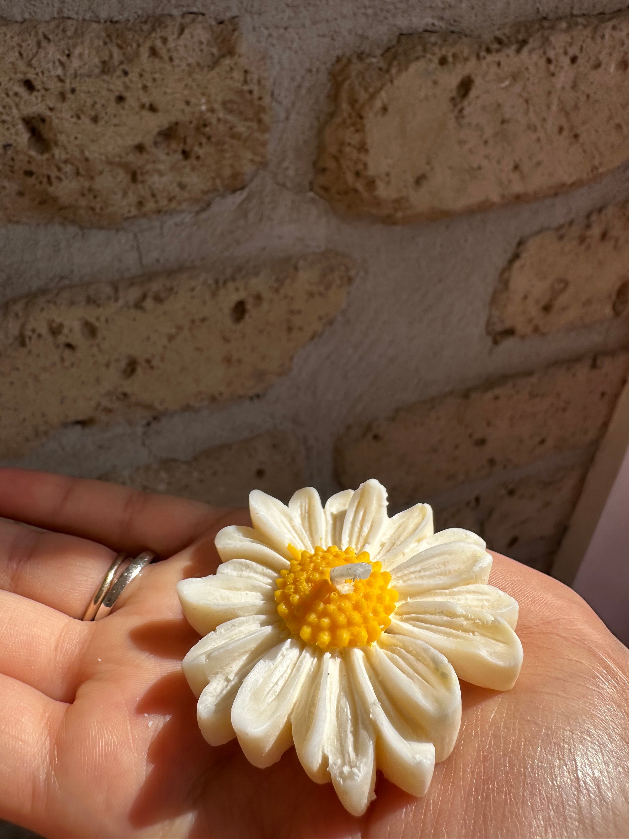 Margherita colorata